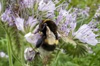 Bombus