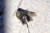 Dipogon