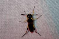 Macrophya montana