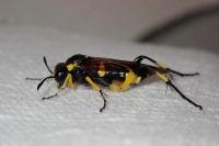 Macrophya montana
