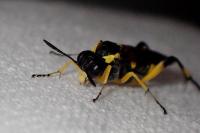 Macrophya montana