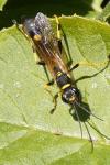 Sceliphron caementarium