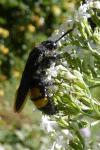 Scolia hirta