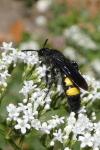 Scolia hirta