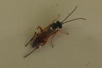 Diplazon laetatorius