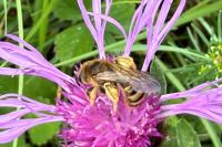 Halictus scabiosae