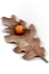 Cynips quercusfolii