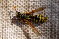 Polistes dominula