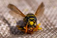 Polistes dominula
