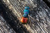 Chrysis