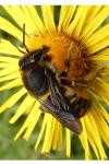 Anthidium manicatum