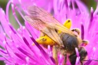 Halictus scabiosae