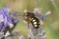 Anthidium septemspinosum
