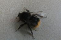 Bombus lapidarius