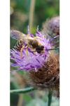 Halictus scabiosae