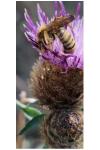 Halictus scabiosae