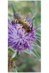 Halictus scabiosae