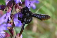 Xylocopa valga