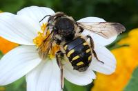 Anthidium manicatum