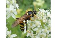 Ichneumon xanthorius