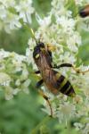 Ichneumon xanthorius