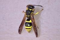 Ancistrocerus