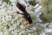 Ichneumon sarcitorius