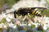 Ancistrocerus nigricornis