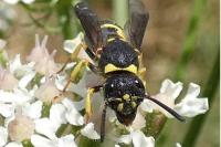 Ancistrocerus nigricornis