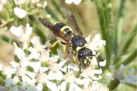 Ancistrocerus nigricornis