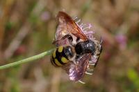 Colpa sexmaculata