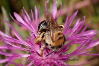 Tetralonia dentata