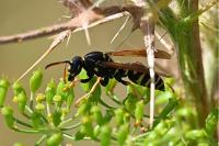 Polistes nimpha