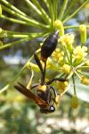Sceliphron caementarium