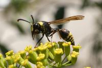 Delta unguiculatum