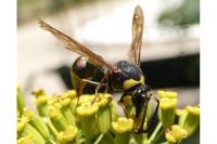 Delta unguiculatum