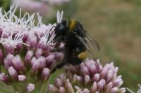 Bombus sp (terrestris/lucorum/cryptarum/magnus)