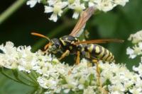 Polistes