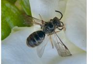 Lasioglossum