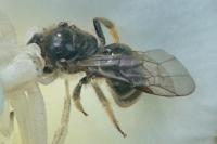 Lasioglossum