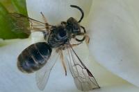Lasioglossum