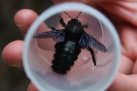 Xylocopa violacea