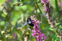 Xylocopa