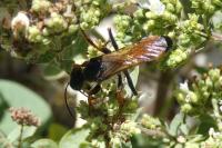 Sphex funerarius