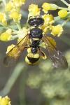 Cerceris sabulosa