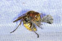 Vespa crabro