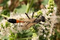 Ammophila sabulosa