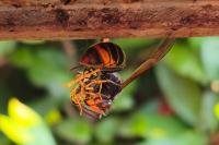 Vespa velutina