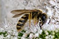 Halictus