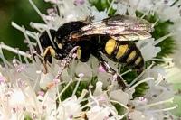 Ectemnius